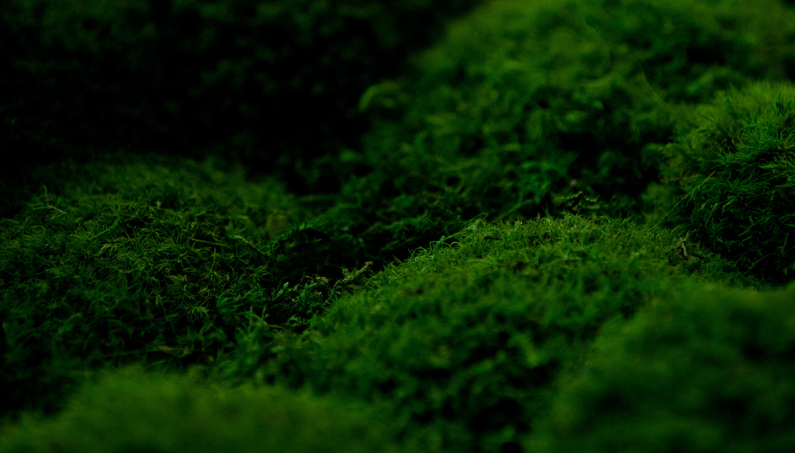 Green moss