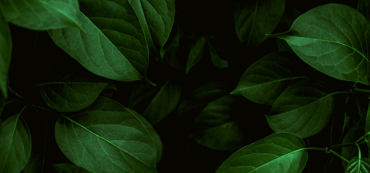 Leaf background