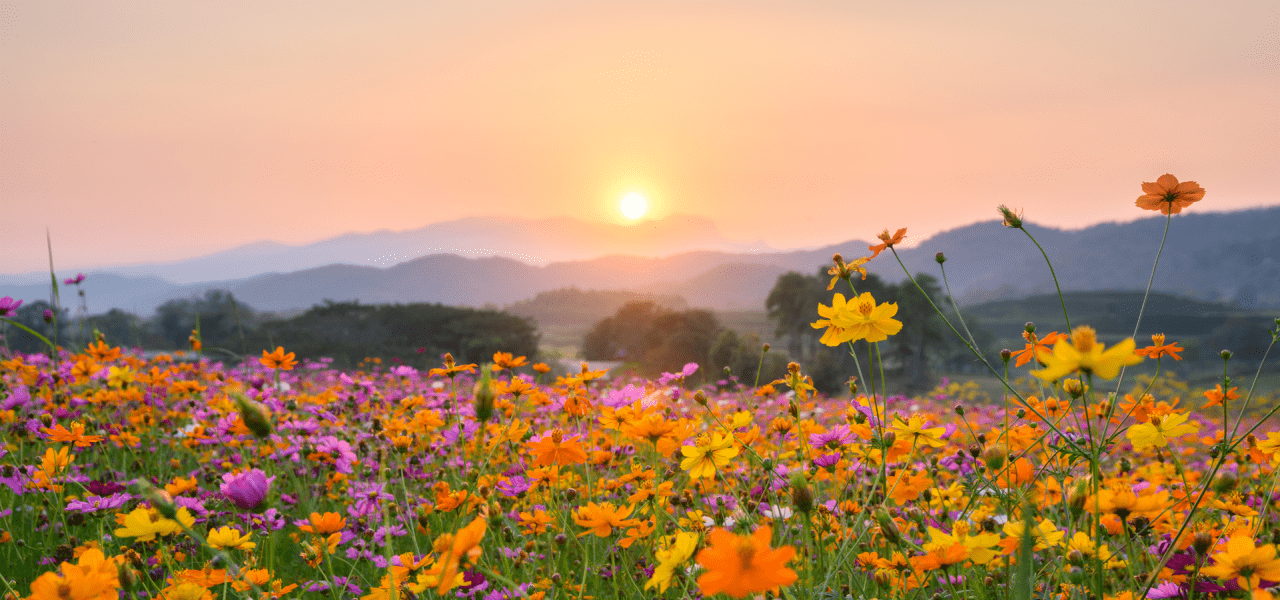 Flower Field