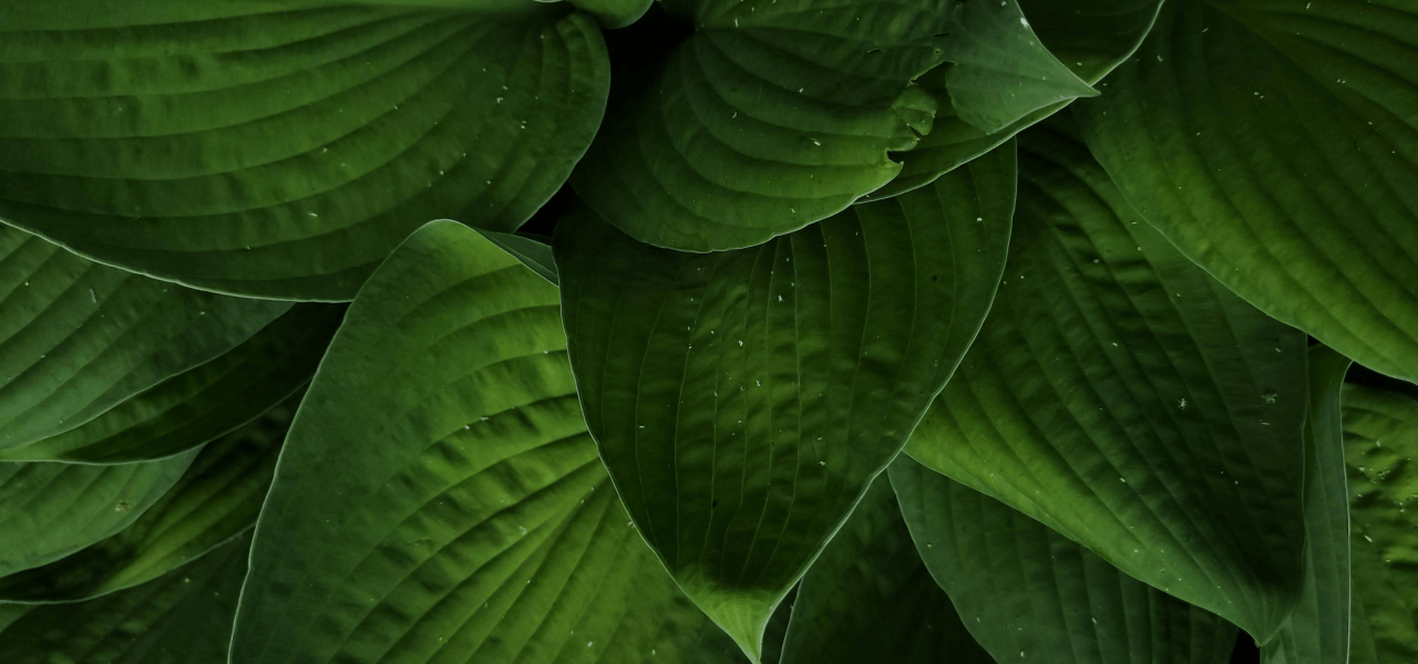 Leaves Background